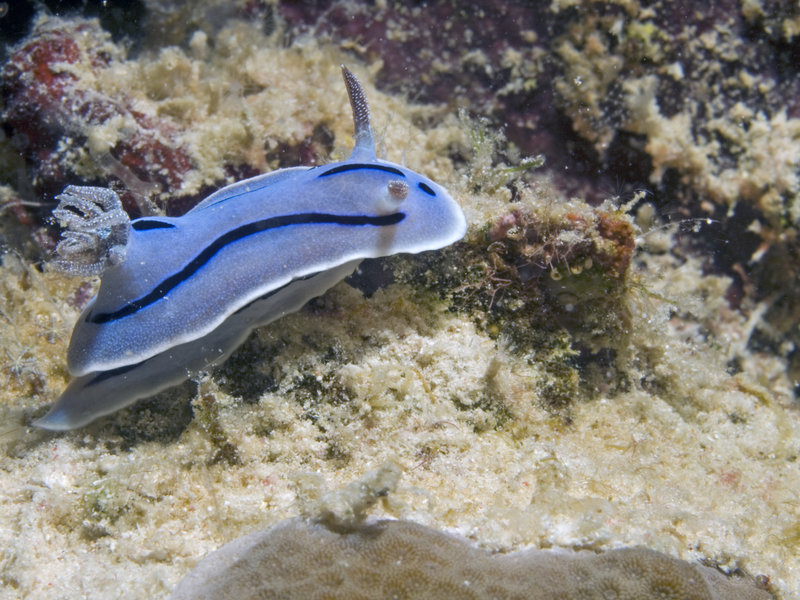 Nudibranch, Sibuan